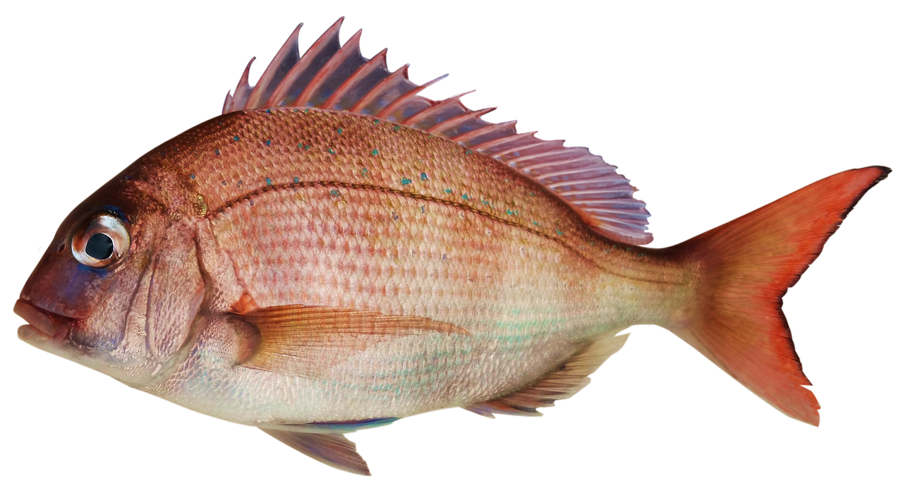 Sinağrit
